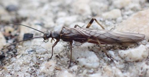 Protonemura sp.